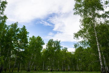  birch forest in spring, tree trunks, background 