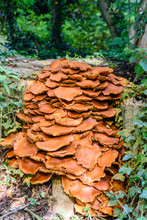 Large Mass Of Honey Fungus Growing On A Rotting Tree Trunk.
