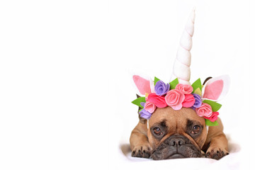 Wall Mural - Brown French Bulldog dog girl dressed up with beautiful unicorn horn headband with flowers lying on the floor on white 