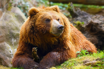 Poster - The mainland grizzly (Ursus arctos horribilis) portait of the big female bear. Grizzly portrait.