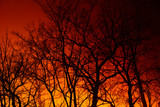 Fototapeta Krajobraz - Night fire in the autumn deciduous forest