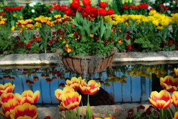 Wall Mural - spring tulips and reflecting pond. vibrant yellows, oranges and reds