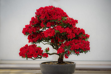 Wall Mural - bonsai tree. vibrant red pink flower of a azalea. Rhododendro indicum Korin