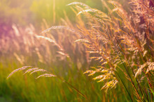 Closeup Of Native Prairie Grass At Golden Hour