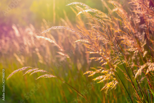Cuadros en Lienzo Closeup of native prairie grass at golden hour