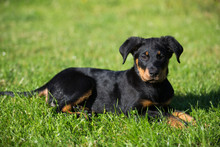 Beauceron Images Public Domain Pictures Page 1 Beauceron Images Public Domain Pictures Page 1