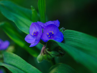 Wall Mural -  beautiful blue flowers tradiscance in green foliage close up