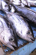 © subjob - Fish market in Asia. Catching sea and ocean animals in the Indian Ocean. Tuna on shelves for sale. Exotic background