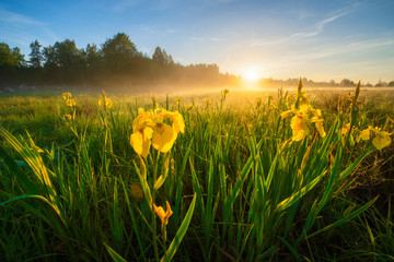 Sticker - Summer morning landscape with blue sky and yellow flowers.