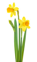 Wall Mural - Narcissus flowers with leaves isolated on white background. Spring season.