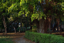 A View Of A Green Park With Large Trees.