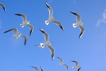 Seagulls Flying In The Sky