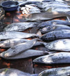 © subjob - Fish market in Asia. Catching sea and ocean animals in the Indian Ocean. Tuna on shelves for sale. Exotic background