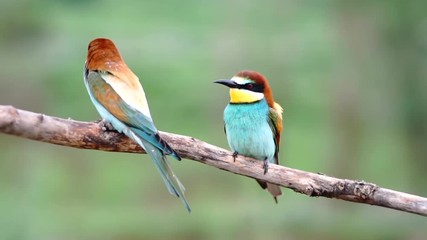 Wall Mural - beautiful birds sitting on a branch and looking around