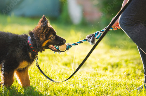 Fotografía Young cute puppy of german shepherd dog during a puppy school training with the