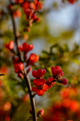 Wall Mural - blossom