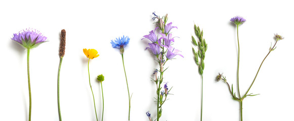 closeup of wild grass and flowers on white background