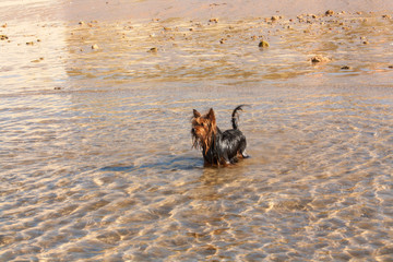 Little dog Yorkshire Terrier safely bathed in sea water.