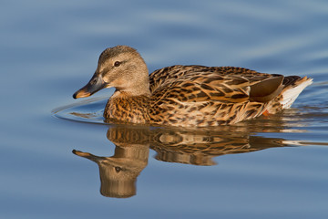 Wall Mural - Mallard Hen