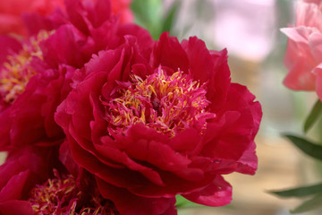 Peony. Beautiful flowering bright summer flower of the family Paeoniaceae