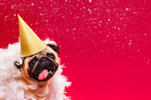 A Pug Dog In A Golden Cap And White Feather Boa On A Red Background. Congratulations On The Holiday