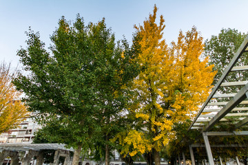 Sticker - autumn in the park