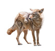 Young coyote on white background