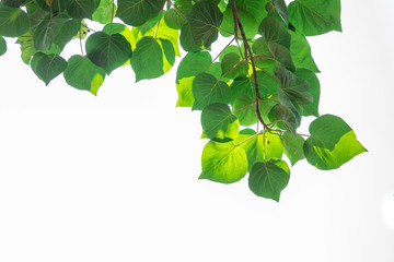 Bodhi leaves on a white background