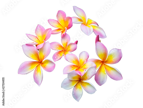 Pink plumeria flowers on a white background