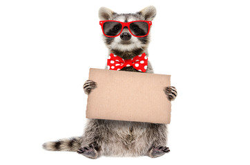 Wall Mural - Funny raccoon in sunglasses and bow with banner in paws isolated on white background