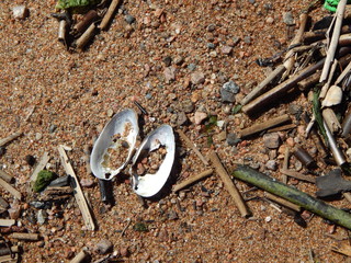 Mussel shell with open bolls on the sand among the natural garbage inflicted by the waves on the wet sand of the beach