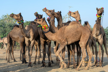 Wall Mural - Camels in desert Thar during Pushkar Camel Fair, Rajasthan, India