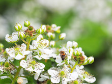 Raspberry Bush With White Flowers. Flowering Rubus. Beautiful In Spring Bloom Garden. Bee On The Flower, Honey Plant