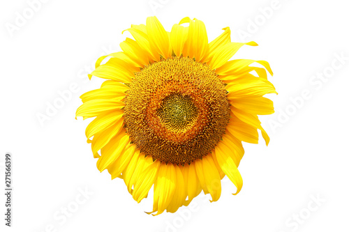 Sunflower on a white background