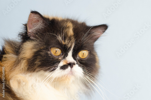 Multi Colored Calico Cat With Yellow Eyes Buy This Stock Photo