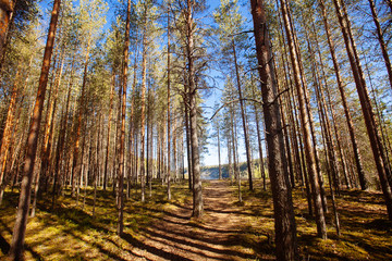 Wall Mural - Pine forest in Karelia region, Russia.