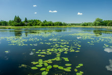 Floating Lotus Leaves On A Lake, Trees And Blue Sky