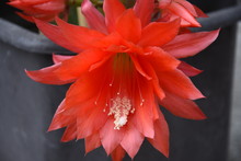 Cactus In Bloom Red Flower