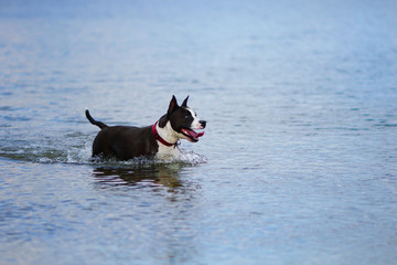  Dog standing in blue lake waters. Happy american staffordshire terrier having fun in summer river.