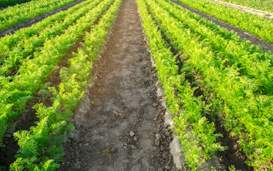 Carrot plantations are grown in the field. Vegetable rows. Organic vegetables. Landscape agriculture. Farming Farm. Selective focus