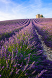 Fototapeta Lawenda - Lavender Provence