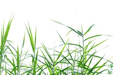 Wild Grass Leaves On White Isolated Background For Green Foliage Backdrop 