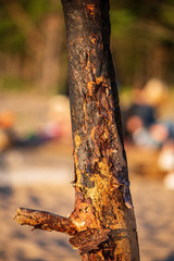 dry old tree trunk stomp in nature