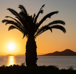 Silhouette of a large palm tree in front of a spectacular sunset in the sea with mountains in the background and orange colors. Vacation scene in Mar Menor, Murcia, Spain.