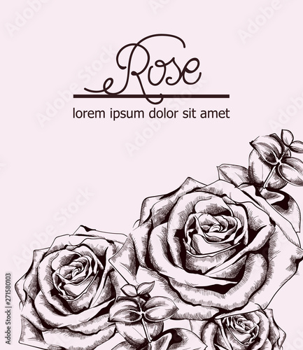 Vintage roses card Vector line art. Boho style posters. Pink colors
