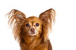 Dog breed Russian toy terrier longhair portrait on white background