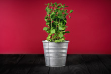 Bush Of Fresh Green Mint In An Iron Pot On A Black Table