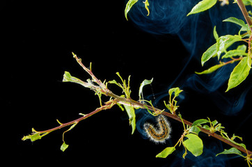 Sick spring plant on a dark background with drops . Plum branch with pests. On a branch of plum caterpillar and spider mites.