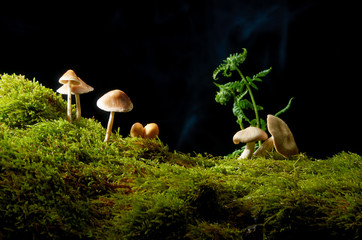 mushrooms on green moss on dark background with sun .