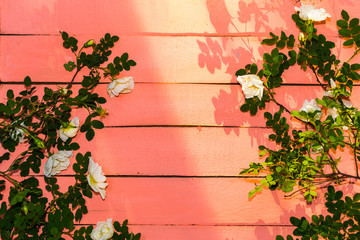 white rose branches on pink wooden background